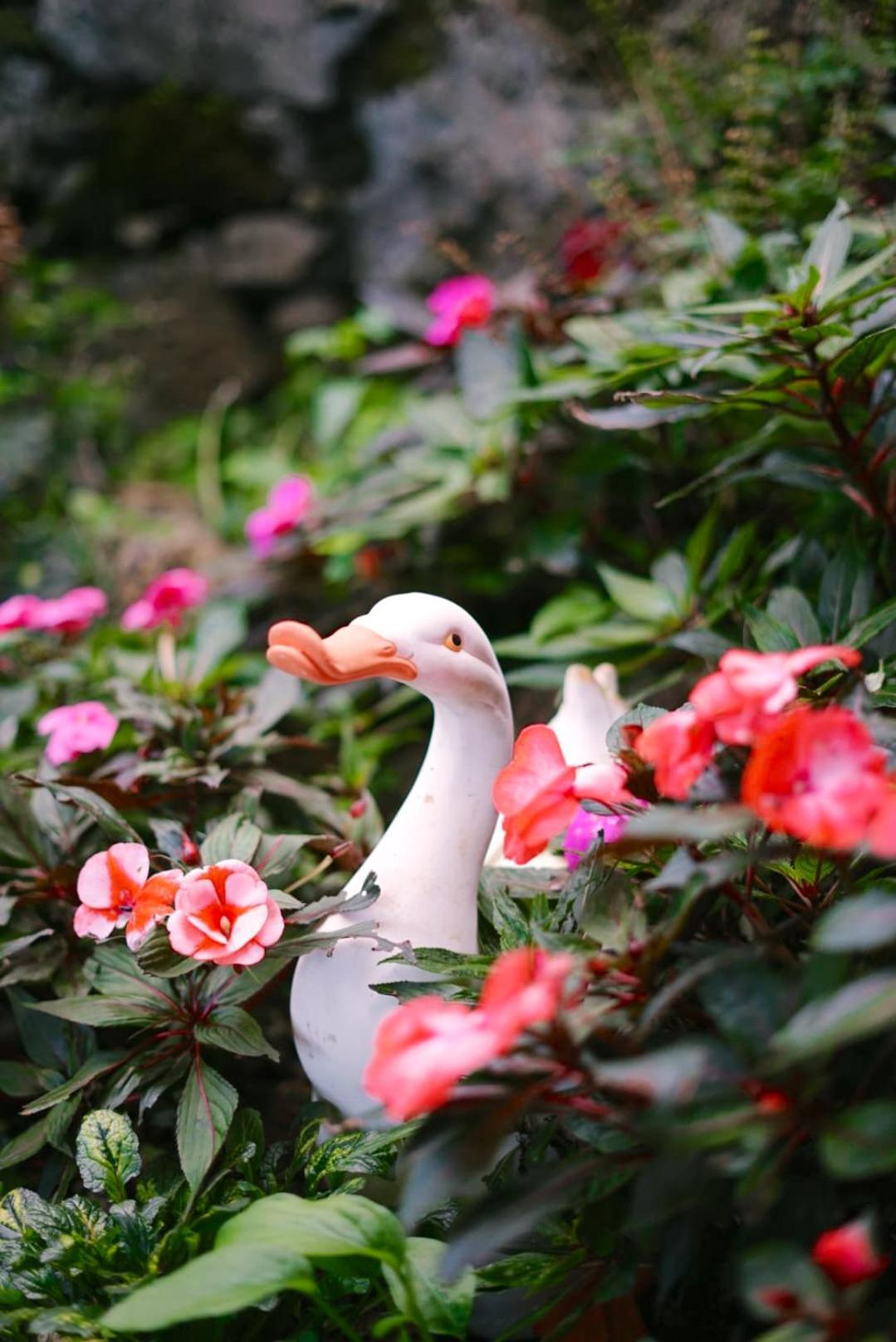 Gardens Guest House Sao Vicente  Bagian luar foto